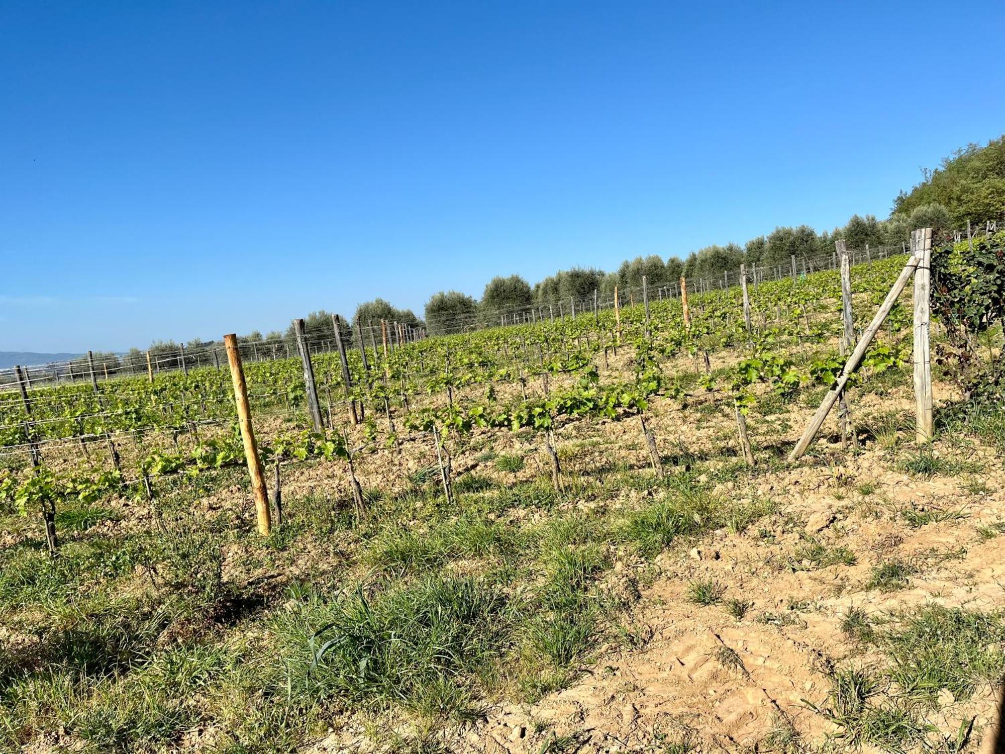 Agriturismo Le Querciole In Val D'Orcia Bagno Vignoni Luaran gambar